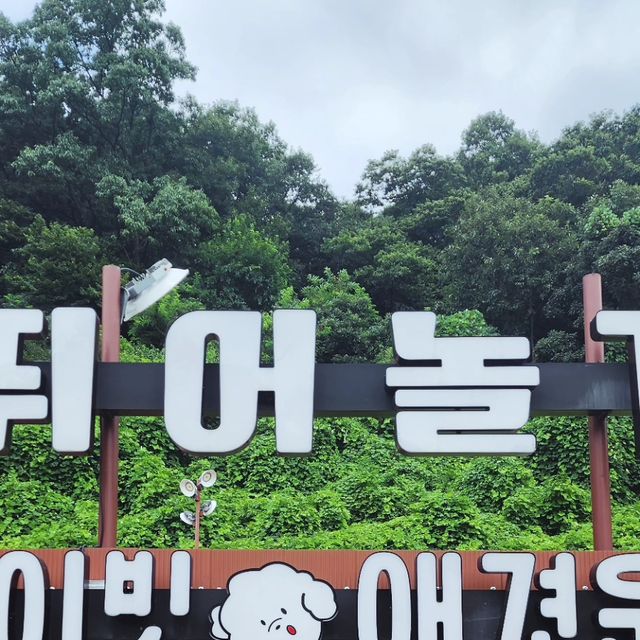 다올 on Instagram: "우리 강아지들과 신나게 추억만들기~ 하츠와 마리가 자유롭게 뛰어놀 수 있는 공간~프라이빗 한 공간이기에 다른 견주들과의 마찰 없이 편하게 우리들만의 시간을 보낼 수