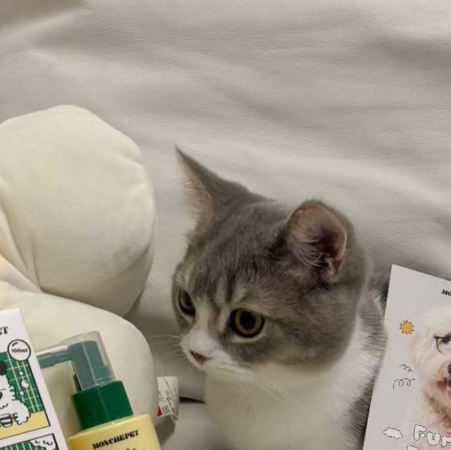 쪼말랭이네 ʕ¨̮ʔ♥ on Instagram: "#협찬 @monchepet #몽셰펫 쪼말랭이가 #몽셰펫서포터즈1기 가 되었어용💛💚 처음 소개할 제품은 #몽셰펫덴탈스프레이 에요 🦷 ✨몽셰펫 NO! 플라그 덴탈 스프