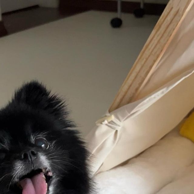 sᴛᴇʟʟᴀ ᴋɪᴍ ✨ on Instagram: ". 저희집 막내도 집꾸미기(?) 성공했어요 🖤 이런 텐트형 강아지 집을 가지고 싶었는데 이번에 여름이 지나가는 동시에 바꿔주게 되었네요 처음에는 조금