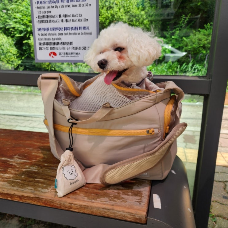 강아지 기내용 가방 진에어 이용