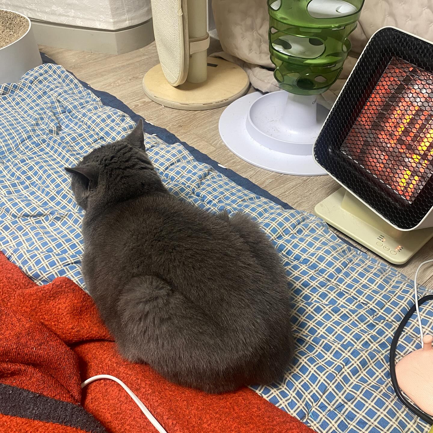 🐈‍⬛
혼자 두고 나갈까봐
어제부터 계속 따라다님

#냥아치