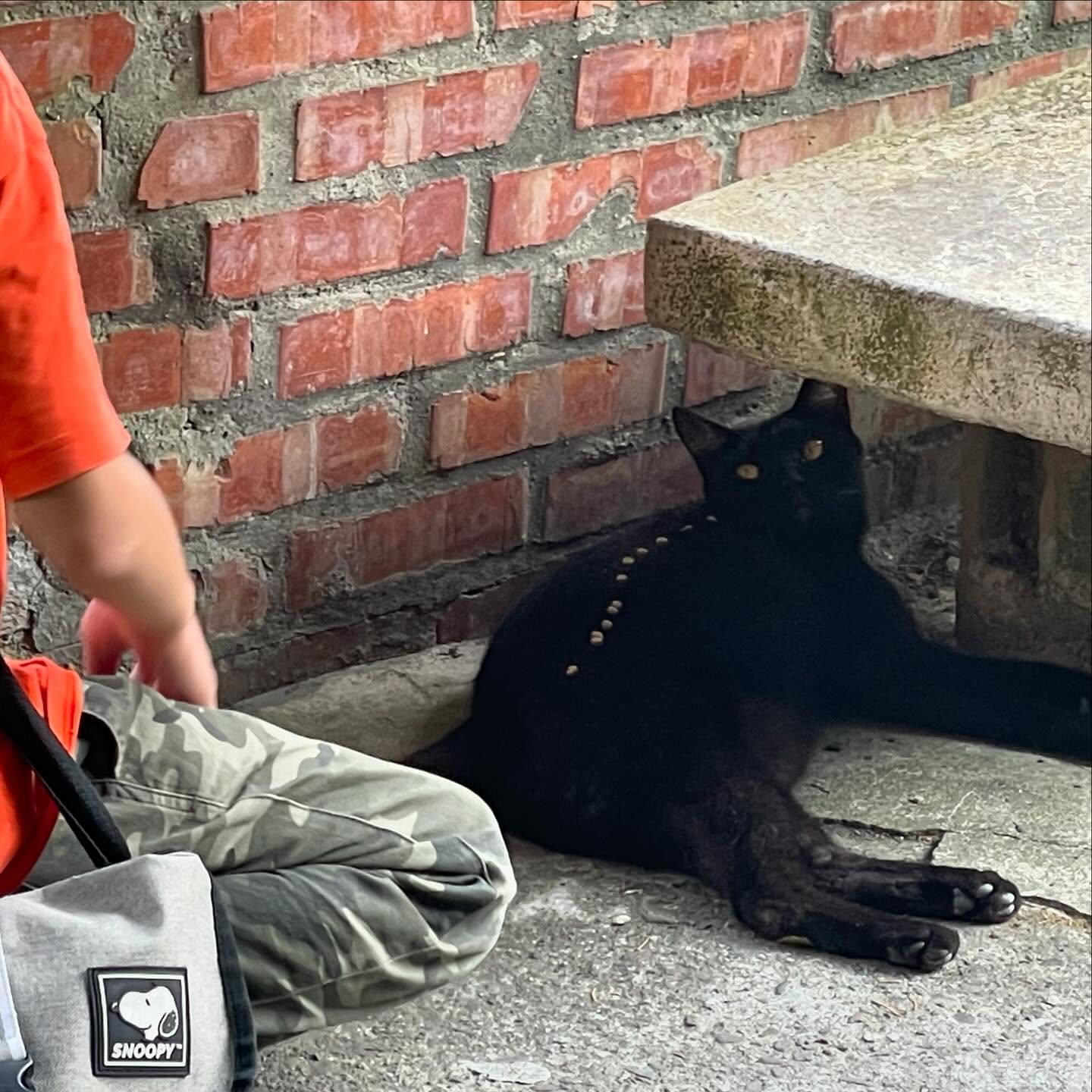 고양이 마을 #houtongcatvillage 
날이 더워서 냥이들이 다 쳐져있었지만
같이 오래 있을 수 있어서 오히려 좋았다
고양이는 귀엽다🫶🏻