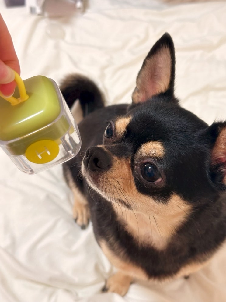 반려인 필수템! 휴대 가능 초소형 돌돌이 쓱싹큐브🧹
