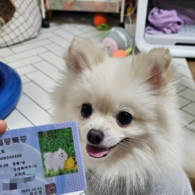 김예진 on Instagram: "#협찬
이번에페오펫몰에서 신청한 개민증이 나왔어요!
지금 페오펫몰에 가입하면 우리아이 이쁜 개민증을 "무료"로 증정하는 이벤트를 하고있다길래
호다닥 가져왔습니댱!

멤버십도 가입해서 강아지카페나 미용실, 동물병원 등 여러 반려동물서비스에서 사용한 금액의 30%로를 마일리지 페이백 해주더라구요!
또, 멤버십에 가입하면 강아지용품이나 간식등을 할인해서 구매할수있어요!!

다들 빨리 신청하러 가요!!

맵버십 가입은 @peopet_official

#협찬 #멍스타그램 #애견용품 #애견카페 #강아지그램 #개민증 #강아지용품 #애견펜션 #동물병원#멍스타그램 #애견용품 #애견카페 #강아지그램 #개민증 #강아지용품 #애견펜션 #동물병원"