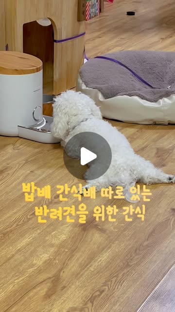 득템이맘 😁서가람 on Instagram: "#광고 

워낙 민감하고 예민한 아이고 
피모 문제로 간식을 주는 것 자체가 꺼려져서 
믿을 수 있는 원료로 깔끔하게 만든 간식을 선호하고 있어요. 

무방부제 무감미료 무첨가제로 안전하게 만들어졌고 
삶아서 만드는 방식으로 깔끔하게 만들어져 
믿고 먹일 수 있는 견강하개 돼지귀 슬라이스! 

넉넉한 200g 대용량이라 챙겨주기 좋고 바삭 아작 맛있게 
먹는 모습을 보니까 뿌듯 :)우리 찌부 맛있는 간식 많이 먹자아!

@dog_strongly
#강아지수제간식 #강아지간식 #강아지돼지귀 #돼지귀슬라이스 #강아지보양식 #애견수제간식 #반려견간식 #개껌 #견강하개"