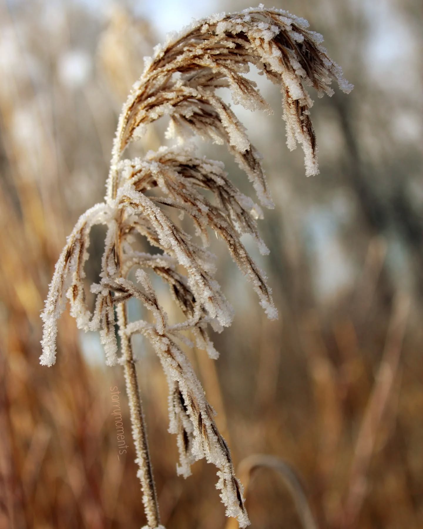cold times🧡❄️

Ignore:...
#photographer #photography #photo #hobby #hobbyphotograph #fotografie #hobbyfotograf #love #liebe #myphoto #myphotography #beautiful #beautifulnature #lovely #grass #driedgrass #driedgrasses #cold #ice #iceflowers #coldtimes #coldweather #coldday❄️ #coldtemperature #icy #icelandscape