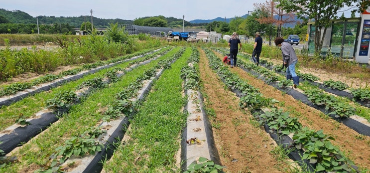 한국농기계 손쉽게 잡초 제거하는 신형 제토기