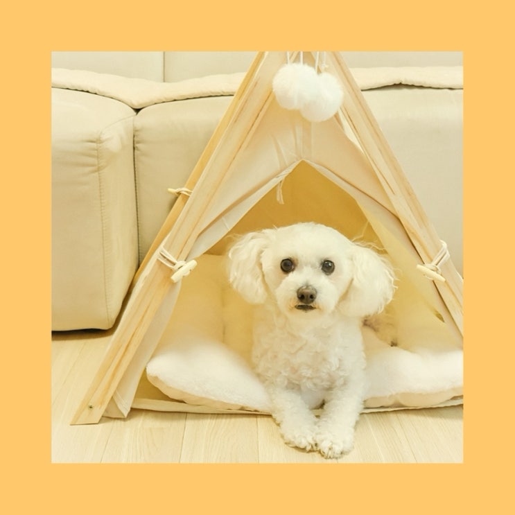 강아지 텐트 꽁냥꽁냥제이 숨숨집 너무 이쁘잖아