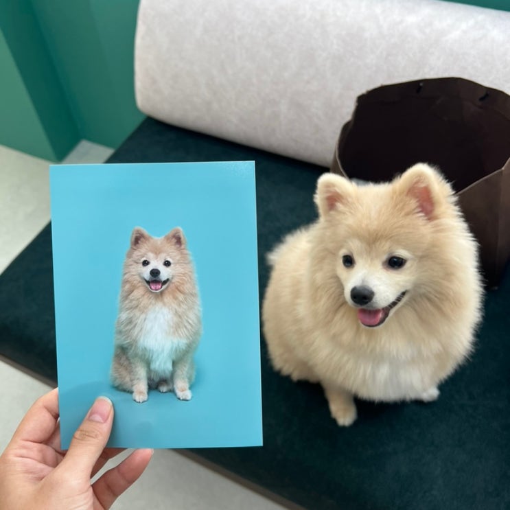 강동구 강아지사진관 다지스튜디오 강아지 프로필사진 추억남기기