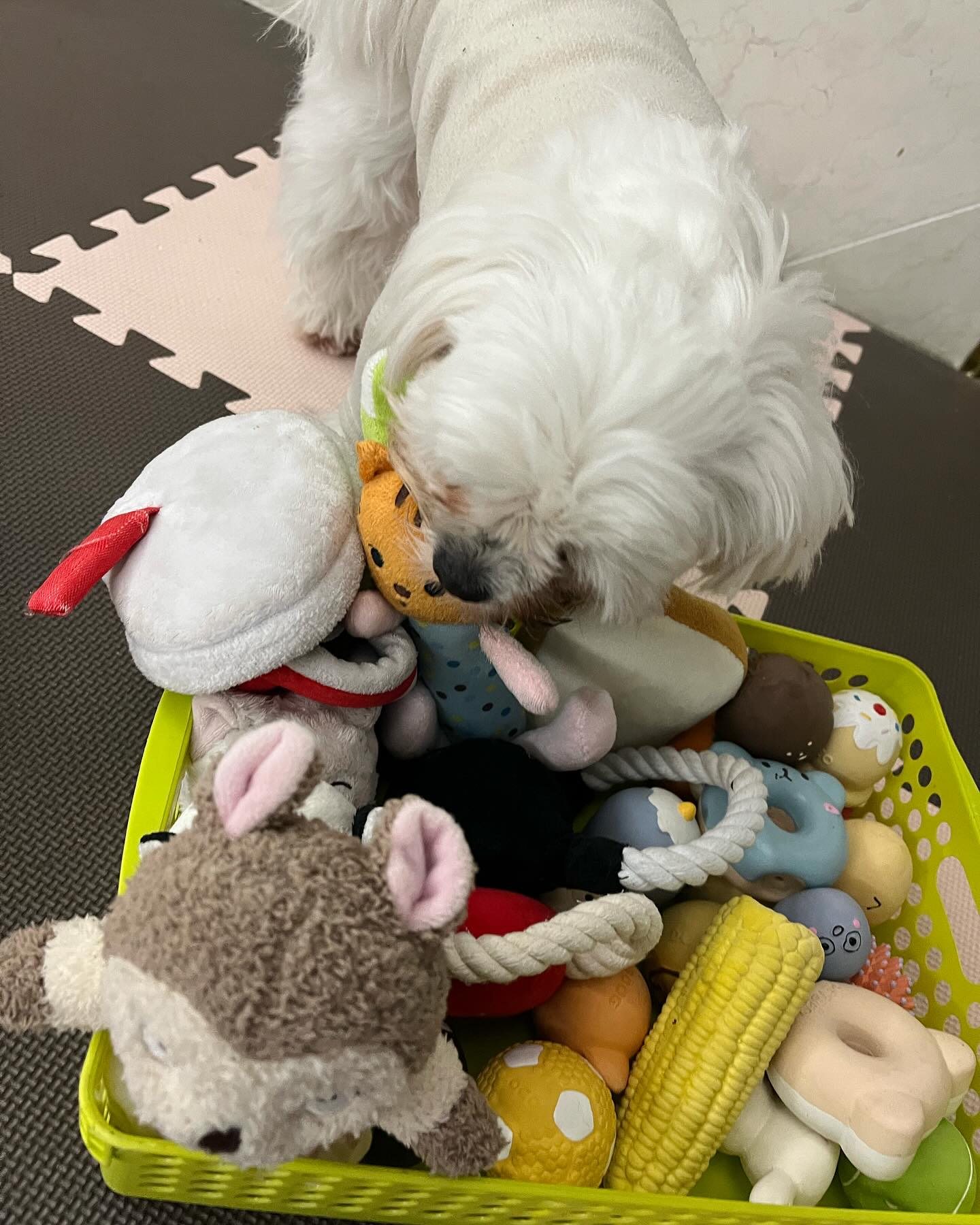 한놈만 노린다..🐈

누나야 칭구가 선물해준 또또 최애인형 시리즈!!🤍