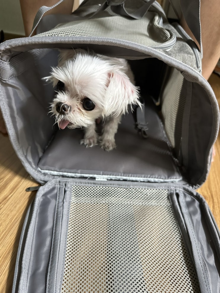 강아지 이동 가방 캐리어 추천 기내용 고양이 카시트