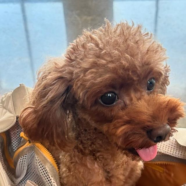 𝒂𝒘𝒆𝒔𝒐𝒎𝒆 𝑮𝑼𝒁𝑬𝑳 규젤⛳️ on Instagram: "#광고 우리애기가 좋아하는 강아지이동가방🐶💖 무엇보다 너무나 가볍고 메쉬망이 위까지 올라와서 안전하게 이동할수있어요!