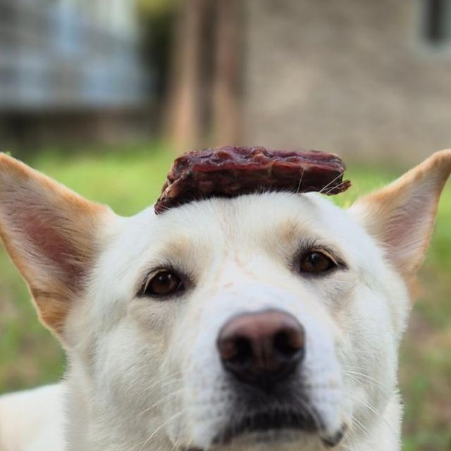 최꼬마 on Instagram: "#제품제공 #행복하개희희멍멍 #오리목뼈수제간식 강아지 수제 간식 오리목뼈 보양식 정직하고, 건강한 간식을 만드는 [행복하개 희희멍멍] HACCP 인증 무첨가 순수 국내산!