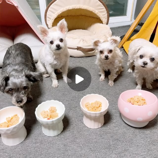 😽💋 on Instagram: "#광고
이전에 한번 지인피드에서 #강아지간식브랜드 #멍쿠 를 본적 있었는데요, 백화점에서 팝업 스토어도 운영하더라구요?! 낯익은 브랜드기도 했고, 알러지 반응에 민감히 반응해 간식을 만들다 보니 급여해 보고 싶었어요!

그래서, 요번에 우리 댕이들에게 #멍쿠간식 선물해 줬답니다~ 닭고기와 파프리카의 콜라보로 만들어진 요 동그란 아이는! 댕이들이 진짜 대환장 하더라구요- 기호성 최고!!

맛있게 잘 먹어 주니까 보는 저도 너무 기분 좋았어요 :)

다른것 보다 좋았던 점은, 댕이들에게 알러지 반응을 일으킬 가능성이 높은 돼지고기를 취급하지 않는다는 점이었는데요, 저도 주로 닭고기나 오리고기, 소고기류로 먹이거든요~

댕이들에 따라 알러지 반응이 다 다르니까- 닭 알러지 세트, 오리 알러지 세트, 소 알러지 세트 각각 구성되어 있어서 취향껏 선택할 수 있어서 메리트 있답니다. 기호성도 엄청나니까!

혹시 가족이나 지인들 중 반려견과 함께 하시는 분들 계시면, 선물하기에도 좋을 듯 해요 :)

#백화점강아지간식 #강아지수제간식 #강아지간식추천 #애견간식추천 #알러지강아지간식 #백화점팝업 #애견간식팝업 #백화점펫팝업 #기간한정팝업 #청주애견간식 #유명한강아지간식 #기호성좋은간식 #반려견간식 #댕댕이간식"