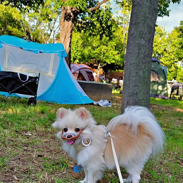 김예진 on Instagram: "#협찬 #강아지산책 #물먹는입마개 #투명입마개 #이식증 #루브립 #LUVLIV #루브립입마개 #멍스타그램 #댕댕이

포포는 먹성이 좀 많아서 항상 산책을 하며 바닦에 떨어져있는 이물질을 먹으려하는 경향이 있어요😢
최근에도 강아지가 산책을 하다가 담배꽁초를 먹으려해서 급하게 입에서 빼내기도했어요..ㅜㅜ😮‍💨

투명마스크를  쓰고 난 후론 이물질을 주서먹지 못해 안심이됬어요

하지만 입마개라는 부분이 강아지에게 불편하지않을까 걱정을 했는데
착용 후 문제없이 물도 마실수있고, 냄새를 맡거나 호흡하는데 문제가 없더라구요
입질이 있거나, 어린강아지 또는 호기심이 많은 강아지들에게 너무 좋은거같아요!

사이즈도 베리사이즈(S), 애플사이즈(M), 코코넛사이드(L) 까지 있어서
작은견종부터 대형견종까지 체형에 맞게 입마개를 고를 수 있습니당

디자인도 깔끔해서 좋은거같아용:)

@luvlivinc"