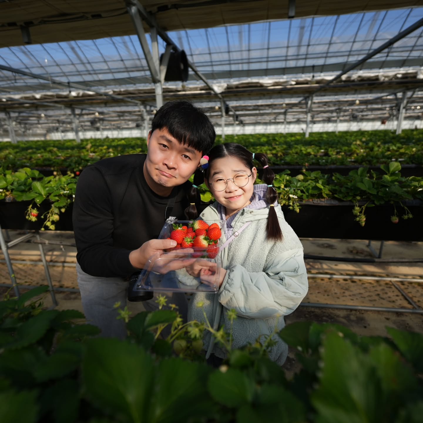 일년 내내 기다리는 딸기따기 체험하는 날 🍓 

딸기먹고 딸기퐁듀 딸기피자
깡통열차 라면과 오뎅 마무리 🥰

#여왕딸기 #대구근교나들이 #대구아이랑
#대구체험 #대구딸기체험 #고령딸기체험