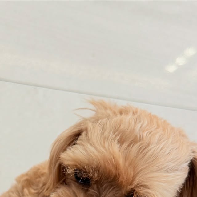 ㅡ on Instagram: "#제품제공
강아지를 키우면 하루에 꼭 한번은 하게되는 필수과정이 빗질이죠 🐶
그래서 집에 다양한 빗을 구비해두었지만 
엉킨털도 솔라가 안아프게 쉽게 제거되면서 빠진털 제거도 매우 쉬워서 주인 입장에서도 매우 편한 ❣️❣️ 듀얼스타일의 갈고리 브러쉬를 사용해봤더니 완전 좋네요 🤘
10cm의 넓은 폭 갈고리 빗으로 죽은털 1차로 정리해주고
1mm의 초극세사 빗으로 털 사이에 붙은 각질과 산책 후 붙은 이물질을 2차로 정밀하게 정리해줄 수 있답니다 😘
요즘 산책하면 풀사이로 거침없이 막 들어가는 솔라라서 진드기 붙을까봐 걱정되었는데 꽁냥꽁냥제이의 강아지빗으로 빗어주니까 작은 돌멩이나 씨앗 등이 싹 죽은털과 같이 싹 빗겨나와서 걱정이 없어요 👍

구매링크 👉 https://smartstore.naver.com/lovelyjay/products/11732572533?open-other-browser=true

#꽁냥꽁냥제이#강아지빗#고양이빗#강아지브러시#고양이브러시 #댕댕이그램 #강아지그램 #안아픈강아지빗 #멍스타그램 #멍집사 #애견스타그램 #멍팔"