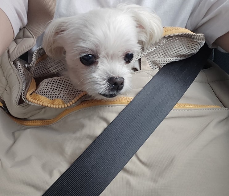 강아지 캐리어로 좋은 꽁냥꽁냥제이 강아지 이동장