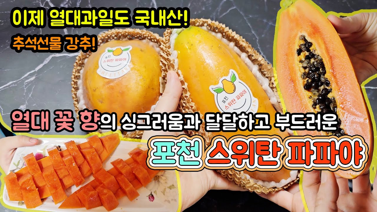 인기만점 국내산 포천 스위탄 파파야 추석선물 명절선물 맛있게 먹어보자!