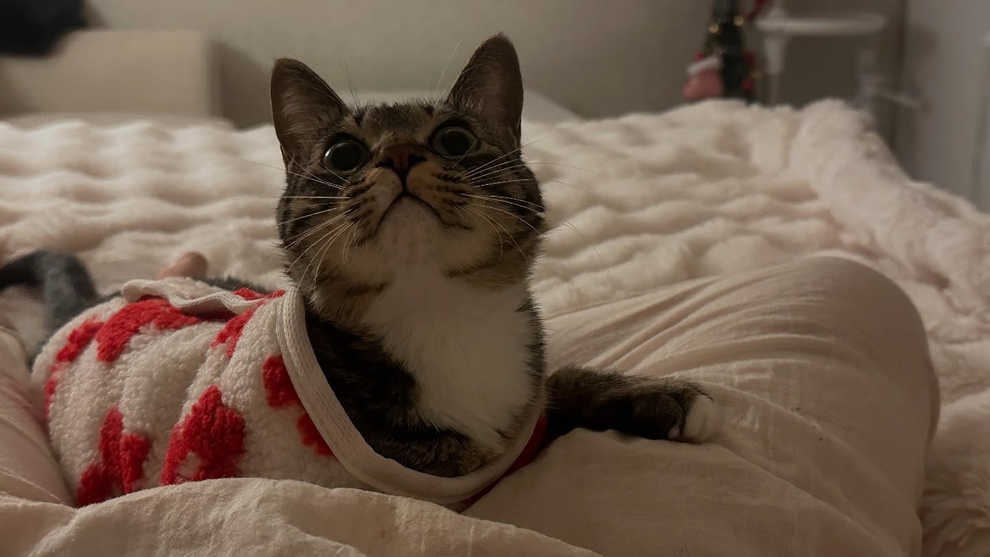 옷입은 토모 🐱