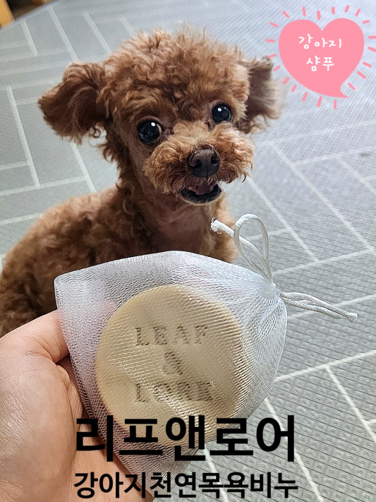 강아지 천연 비누 리프앤로어 치유바 :) 발사탕·습진 개선 & 집에서 강아지 샴푸하는 법