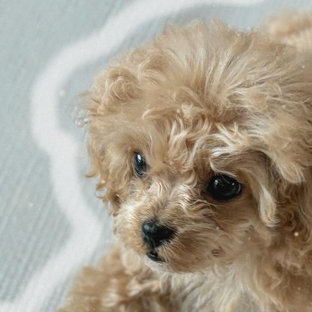 토이푸들 제니 on Instagram: "#광고 #꽁냥꽁냥제이 #강아지발톱그라인더 제니 발톱이 너무 자라서 아프길래 접종 맞으면서 부탁드렸었는데 너무 날카롭게 해놓은 거 있죠..?🥹 사람인 저도 긁