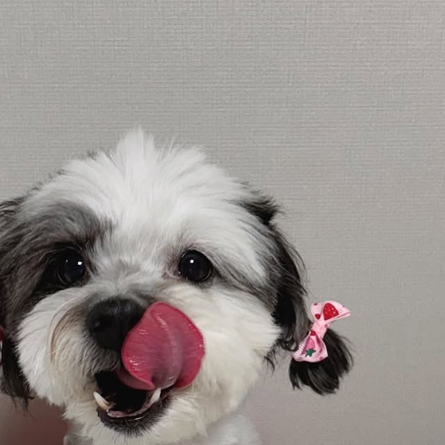 코르 | 펫인플루언서 on Instagram: "김장철에는 김치 먹어줘야하는게 k-강아지들 국룰?!🤤 쩝쩝박사 코르가 오늘 먹어본 음식은 양배추와 토마토, 파프리카로 만든 식이섬유 뿜뿜 김치🥬 육즙