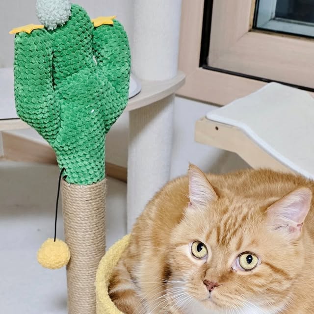 브이이 (•ө•)♡v on Instagram: "#광고#꽁냥꽁냥제이#고양이스크래쳐#고양이캣타워#고양이장난감#고양이스크래처
.
.
울 냥이가 제일 좋아하는 곳🐱
꽁냥꽁냥제이 선인장 캣타워 스크래쳐에요🌵
인테리어 해치지 않는 귀여운 디자인에
튼튼하고 퀄리티도 좋아 넘 만족하고 있어요🤍
고양이 집사님들께 완전 강추드려요🙏"