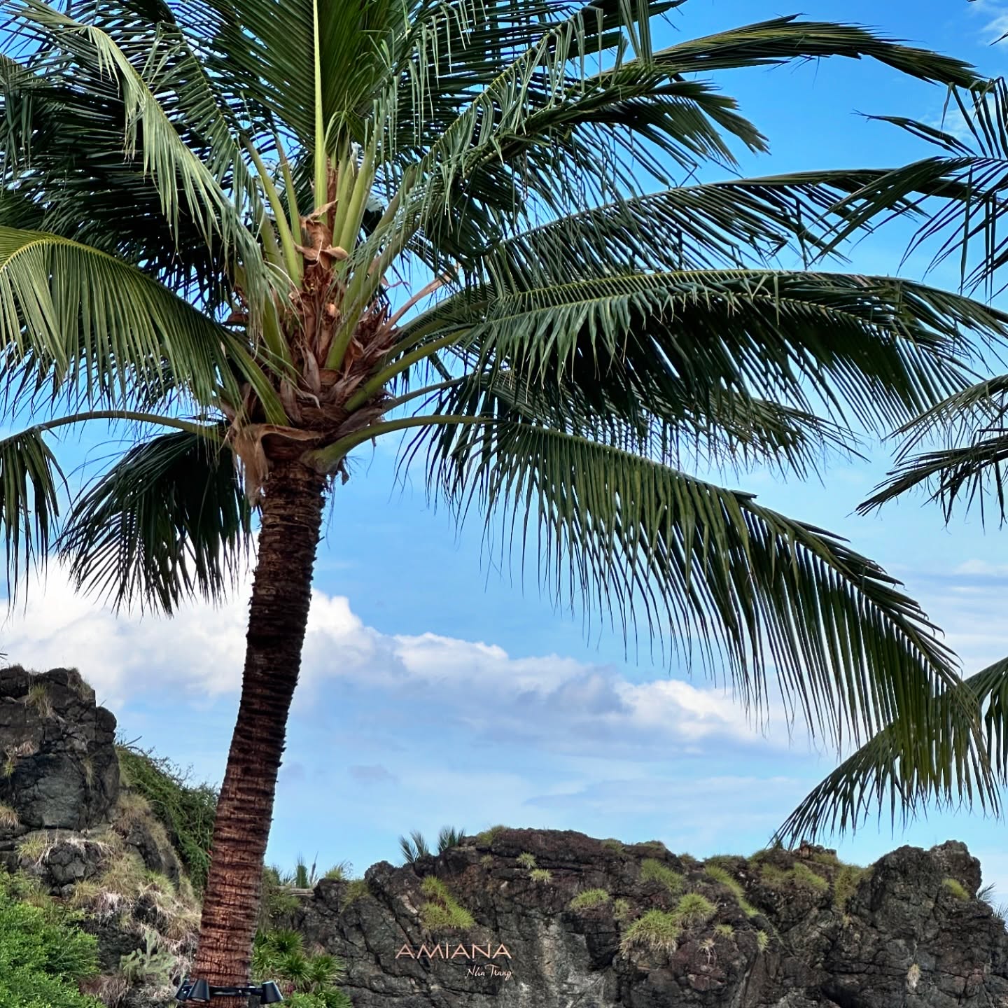 𝑵𝒉𝒂 𝑻𝒓𝒂𝒏𝒈 & 𝑫𝒂 𝑳𝒂𝒕 🇻🇳
