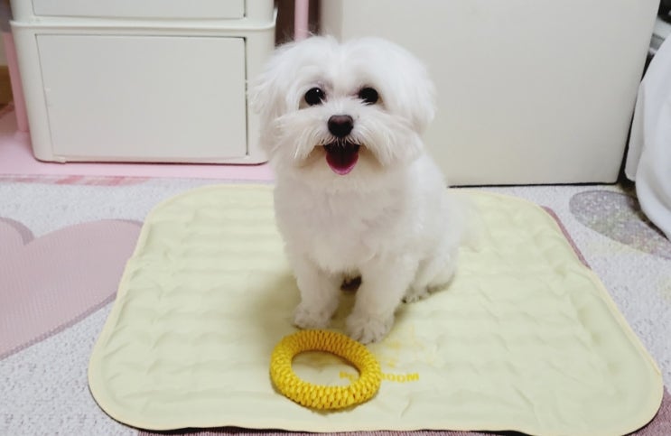 강아지쿨매트 관리 편한 강아지애착매트 페스룸 쿨매트