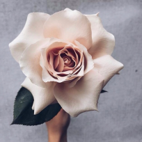 ° ✧ ʕ ·ᴥ·ʔ ෆ ʕ·ᴥ· ʔ ✧ ° : 네이버 블로그