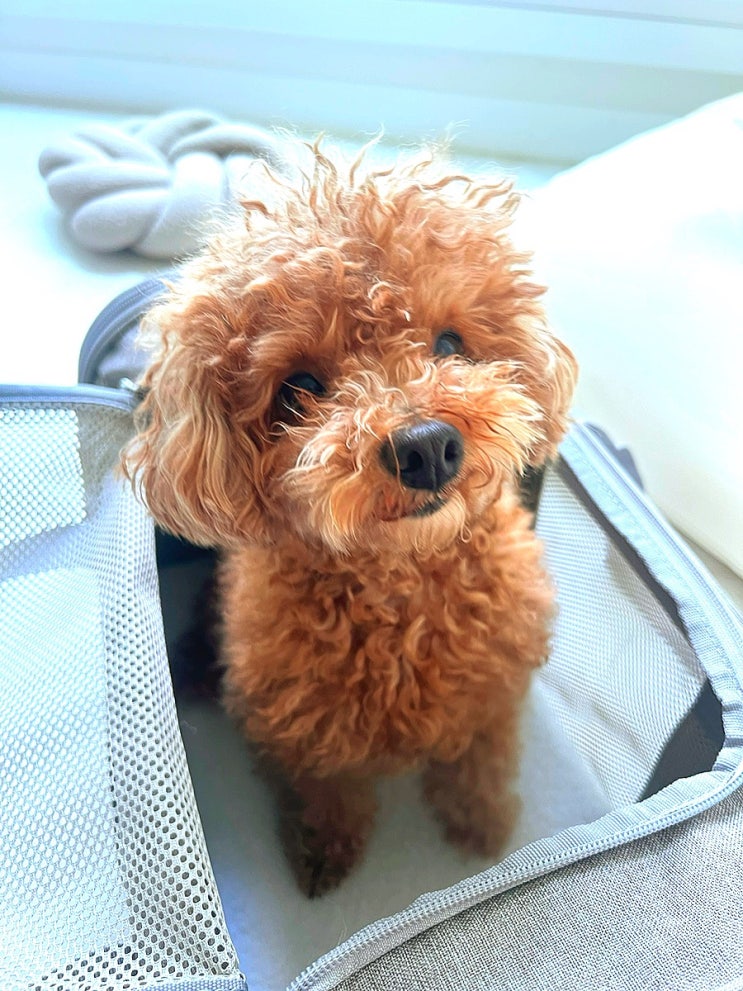 [ 꽁냥꽁냥제이] 강아지 기내용 가방추천🐶 강아지 이동가방 캐리어 켄넬