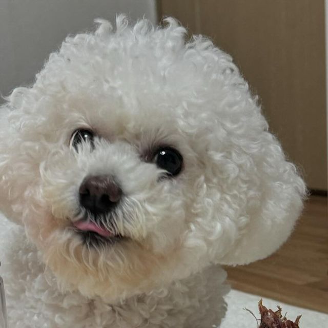 🐶🐕 on Instagram: "#광고 [행복하개 희희멍멍] 강아지 수제 간식 오리목뼈🐤] 🐤 오프라인 매장이 있는 쇼핑몰 🐤 국내산 오리 목뼈 사용 🐤 척수손질부터 꼼꼼한 손질 (일부업체는 척수까