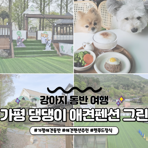 가평 댕댕이 애견펜션 그린 가성비 좋은 숙소 강아지 룸서비스도 있어요