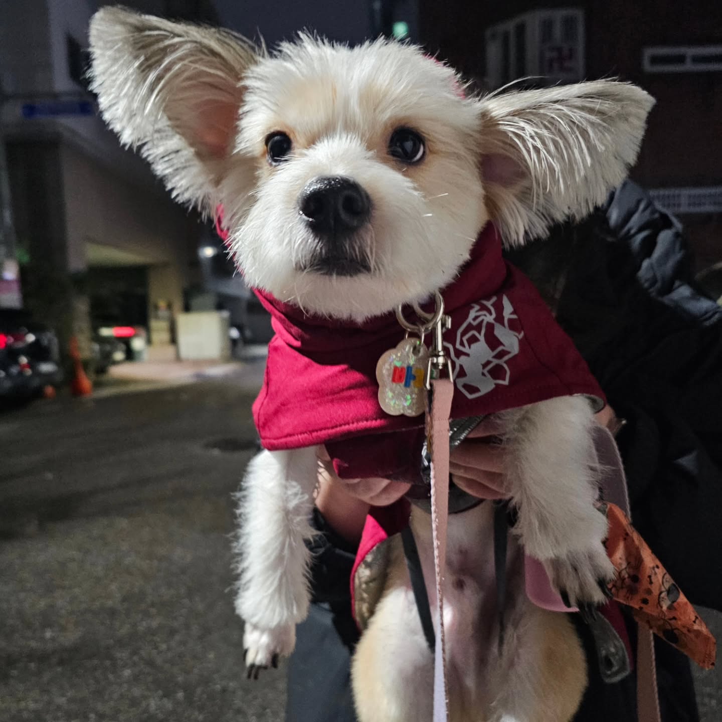바닥이 젖어서 걷기싫은 강아지
가슴배가 축축해서 안아주기 싫은 이모 😵
#유난강아지 #바라이야기 #산책