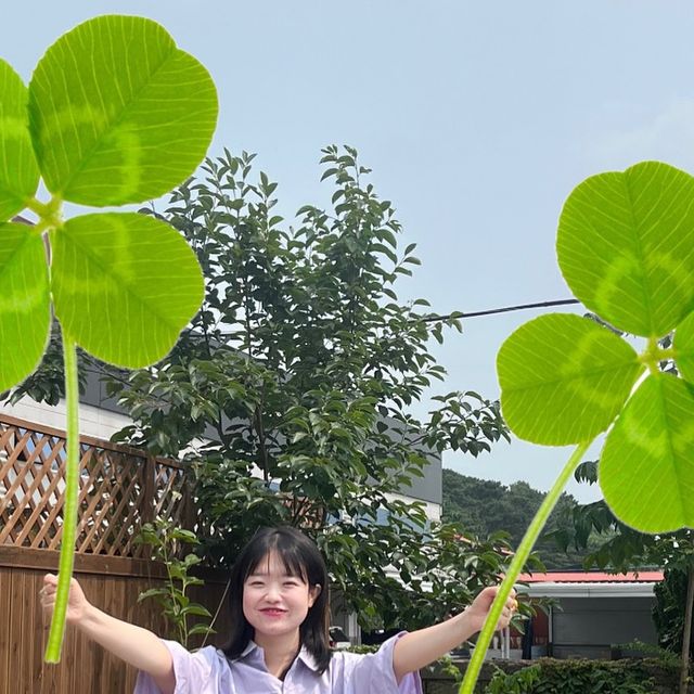 예림씨 on Instagram: "#광고 양손에 들고 있기 vs 한쪽만 들고 있기 🍀

오늘은 ╰(*´︶`*)╯♡
네잎클로버 대왕짤을 찍었당! ! 
힘들게 네잎클로버 찾을 필요없이
포토샵으로 하면 뚝딱 완성이당 😋
메인 뭐할지 고민하다가 양쪽손에 들고있는 짤로 골라봤당

가을엔 대왕낙엽짤이 유행이었는데
이번여름엔 대왕 클로버짤이 유행할건가부당

인생은 흐름이당
유행의 흐름에 나도 탑승했당! 🍀

모두들 🎀럭키비키 썸머를🎀 위해
찍어보는거슬 추천한당 ! 🐠

+ 추가로 입고 있는 셔츠는
@1rony9orno_official 제품인데
오버핏 시티보이 재질 좋아하는 자에게 추천한다!
컬러도 핑크,옐로우,라벤더와 같이 다양한 컬러가 있는데
5만원대에서 지금은 
️⭐️2만원도 안되는 가격으로⭐️ 만날 수 있다••

일단 가격이 그냥 미쳤다 ,, 😳
찐 오버핏이라 덩치큰 남자들이 입으면 진짜 예쁠것 같다👍🏻

#아이러니포르노 #아이러니포르노화이트라인#IRONYPORNO #IRONYPORNOWHITELINE #시티보이 #셔츠 #오버핏셔츠 #반팔 #셔츠반팔 #Shirt #대왕클로버짤 #대왕네잎클로버짤 #사진포즈추천 #키작녀코디 #韓国スタイル #韓国女子コーデ"
