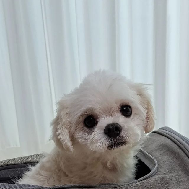 여니씨 on Instagram: "#광고#꽁냥꽁냥제이#강아지기내용가방 우리 뽀뽀 올 여름휴가 제주도 여행을 위해 강아지 기내용 캐리어 장만, 첫 비행이리 설레는 만큼 걱정도 크다ㅜㅜ 그래서 기내반