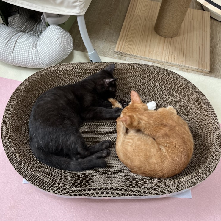 있어요다 특대형B골 타원형 고양이 스크래쳐