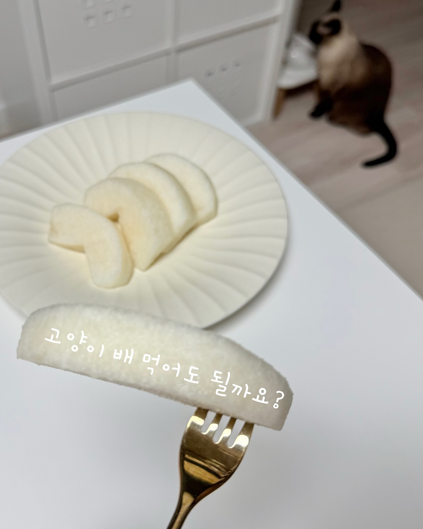 고양이도 배를 먹을 수 있을까? 💬 설날 선물로 받은 달달한 배! 
냥이도 궁금해하는 눈빛으로 쳐다보는데… 레옹 막둥이는 코를 실룩실룩대는데... 과연 줘도 될까? 🤔

✅ 고양이 배 먹어도 괜찮지만, 조심해야 해요! ✔ 소량 급여 가능 (5g 이하, 한입 크기) ✔ 껍질 & 씨 제거 필수! (씨에는 독성 물질 가능성❌) ✔ 단맛을 못 느끼는 고양이, 굳이 줄 필요 없음 ✔ 수분 보충 효과 있지만, 과다 섭취 시 소화 장애 주의 ✔ 배즙도 가능하지만 무가당 100%만 OK!

🚨 이럴 땐 급여 금지! ❌ 당뇨병, 신장질환이 있는 고양이 ❌ 설사, 구토 등 소화 장애 경험한 경우 ❌ 가공된 배즙이나 당 첨가 제품
💡 고양이 건강하게 배 급여하는 방법 ✔ 깨끗이 씻고 껍질 & 씨 제거 ✔ 아주 작게 잘라 소량만 급여 ✔ 처음 먹으면 반응 체크 필수! ✔ 물에 희석해서 급여하는 것도 OK!

이웃님들의 냥이는 과일 배 좋아하나요? 
댓글로 알려주세요! 💬💕
.
.
.
🈷️달나라동숙이네 집사일지는 계속됩니다! 
💬 도움이 되셨나요?
💌 좋아요로 응원해주세요
👉 미리 고맙습니다 
dalnaradongsookine
dalnaradongsookine
dalnaradongsookine
 #고양이배 #고양이과일 #고양이건강 #고양이수분보충 #고양이가먹어도되는과일 #고양이가먹으면안되는과일