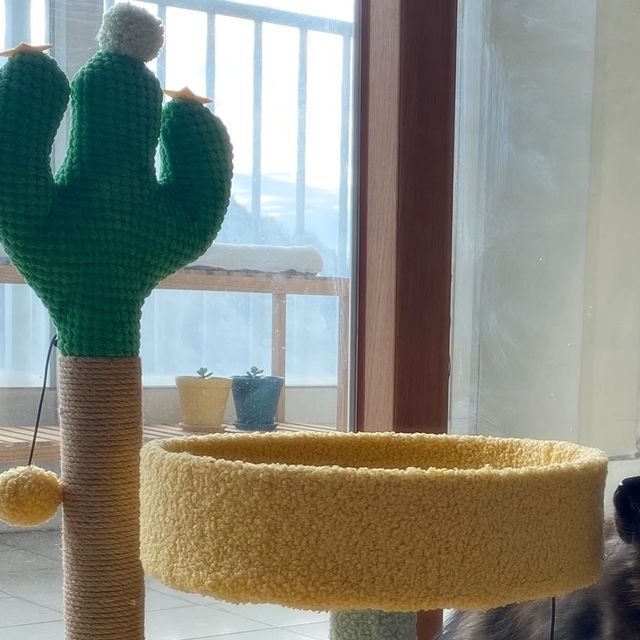 써니데이즈페이지 on Instagram: "#광고 꽁냥꽁냥제이 고양이스크래쳐 저희집 냥이 아리가 나이가 들어서 그런지 캣타워도 안올라더라고요. 예전엔 윗칸에서 잠도 잘 잤는데 이젠 높은 곳을 싫