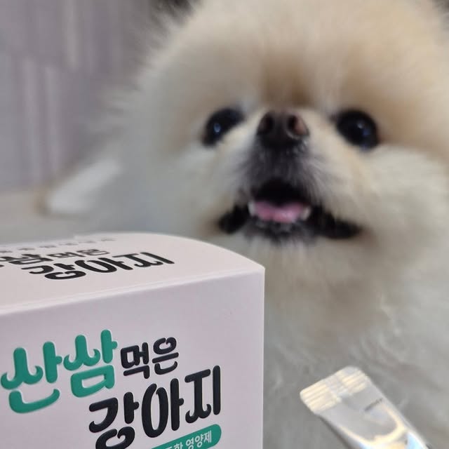 𝐉𝐄𝐍𝐍𝐘•𝐒𝐎𝐋 on Instagram: "#광고#협찬

기존제품과는 차별화된 산삼이 함유된 신제품!!!
❤️ 산삼먹은 강아지 ❤️

✔️최적의 배합과 특허기술 신바이오틱스
✔️세계최초 산삼배양근 함유
✔️노령견 6대질환 종합솔루션

심장부터 신장, 장, 관절, 피부, 눈까지 하나로 끝~
올인원 영양제로 ❤️

#강아지영양제# 강아지종합영양제# 강아지유산균# 강아지오메가3# 강아지비타민# 강아지심장영양제# 강아지관절영양제# 강아지슬개골영양제# 강아지기침# 강아지눈물# 강아지눈영양제# 강아지피부영양제# 노령견영양제# 노견영양제# 강아지면역력# 강아지항산화# 강아지프리바이오틱스# 강아지장영양제#산삼먹은강아지"