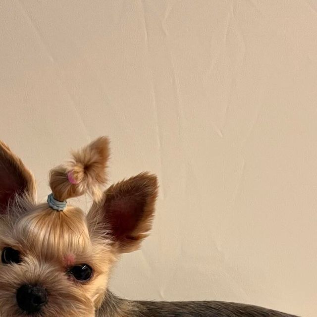 김서라예욤❤ on Instagram: "#광고#꽁냥꽁냥제이 에몽이 발톱깎아줄때마다 도망가고 잡아오고 땀삐질 ㅠㅠ 자르고나면 날카롭고 팔에 긁히고 그라인더 처음써보는데 깍아주고