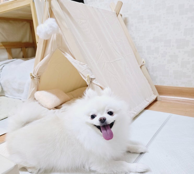 강아지 원목 하우스 꽁냥꽁냥제이 강아지 텐트 센스있는 반려동물 보금자리 추천