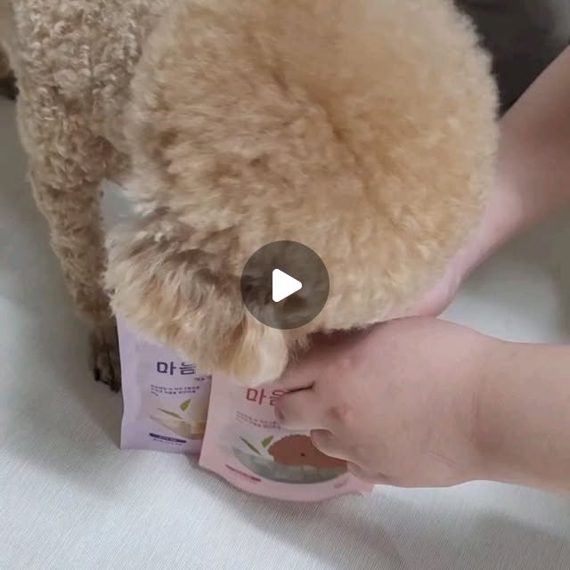 김선영 on Instagram: "#광고 @relax_pets 우리 겁쟁이 쪼꼬(토이푸들)를 위해 준비한 #강아지분리불안 도움주는 #릴렉스펫 맛있는 #강아지간식 출근 전, 외출 전 혼자 있을 엄마 껌딱지 우리 쪼꼬를