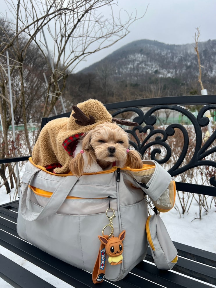 꽁냥꽁냥제이 강아지 이동 가방 솔직 리뷰 – 기내용, 슬링백까지 다 되는 만능템!