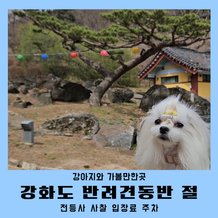 강화도 애견동반 여행 가볼만한곳 전등사 강아지 사찰 입장료