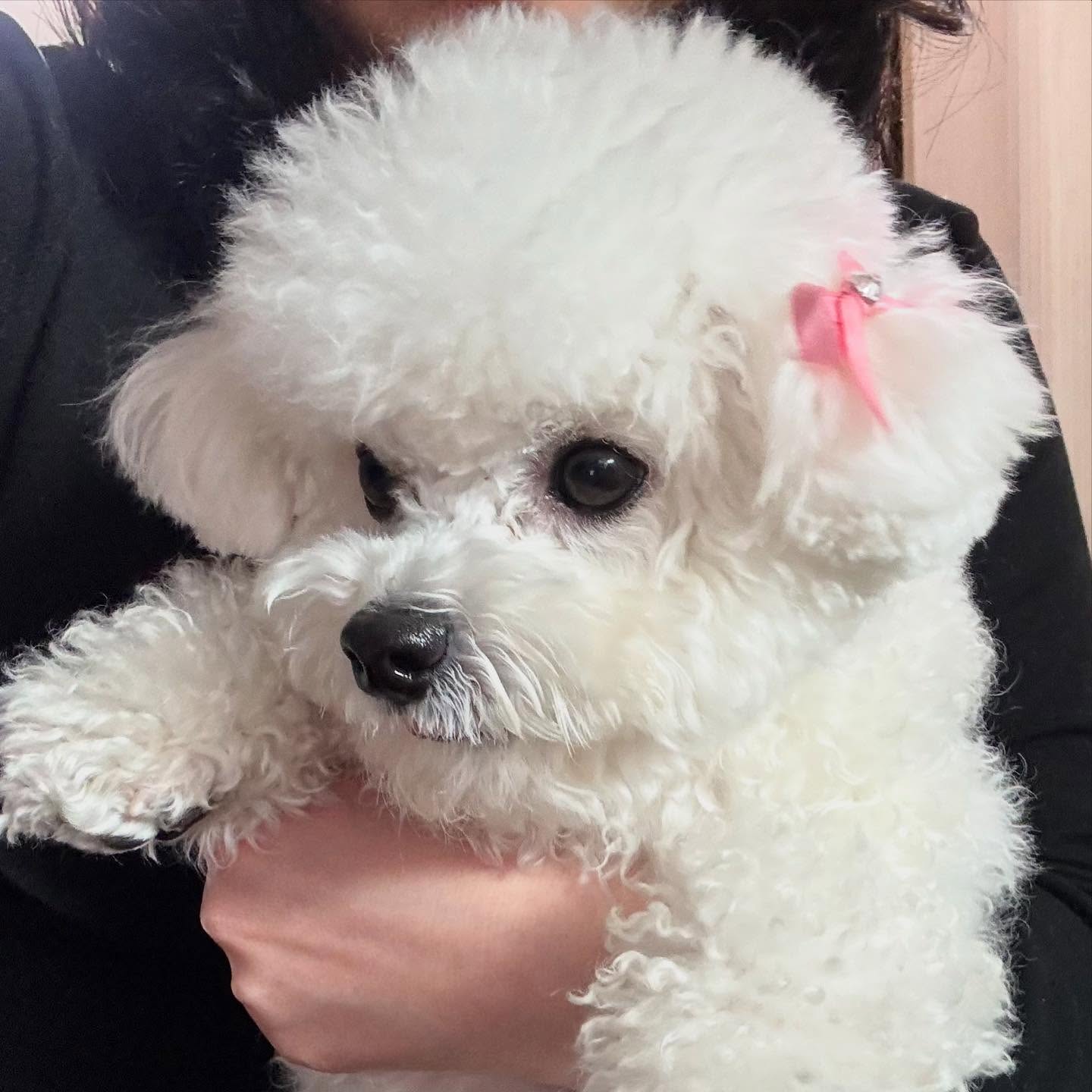삔 꼽았베리💗