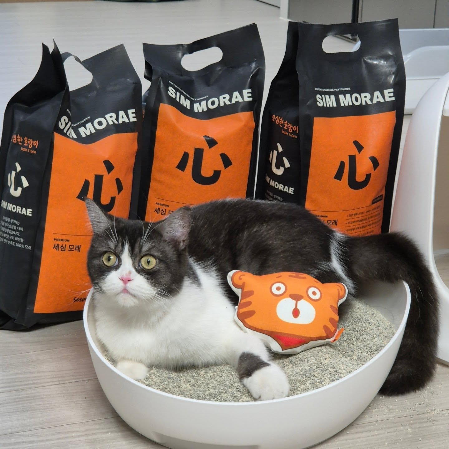 주말엔 모다? 모래가는 날이다 🐯
잊지말고 모래 갈아주세요🧡

저번 릴스는 재밌게 시청하셨나요? sosimtiger_official

벤토+카사바+편백 = 세심모래 한달 정도 쓰고 있는데
그동안 벤토만 주구장창 썼던지라
지인한테 카사바 냄새는 지독하다고 들어서 살짝 쫄았었거든요
편백 덕분인지 세심모래 냄새는 괜찮았어요!!

그리고 튀김옷 입힐때처럼ㅋㅋㅋㅋㅋㅋ
똥에 모래가 폭닥폭닥 묻는 느낌이랄까 🤣ㅋㅋㅋㅋㅋㅋ
(더러웠다면 죄송,,,쩝...)

모래가 확실히 무겁거나 딱딱한 느낌이 덜한거 같아요
꼬물이가 이 모래로 새로 갈아주면 꽤나 오래 머무르더라구요
맘에 들어서겠죠?

다들 좋은 주말 보내세요🫶🏻

#제품제공 #협찬 #소심단1기 #소심한호랑이 #벤토나이트고양이모래 #카사바모래 #고양이모래추천 #고양이응가