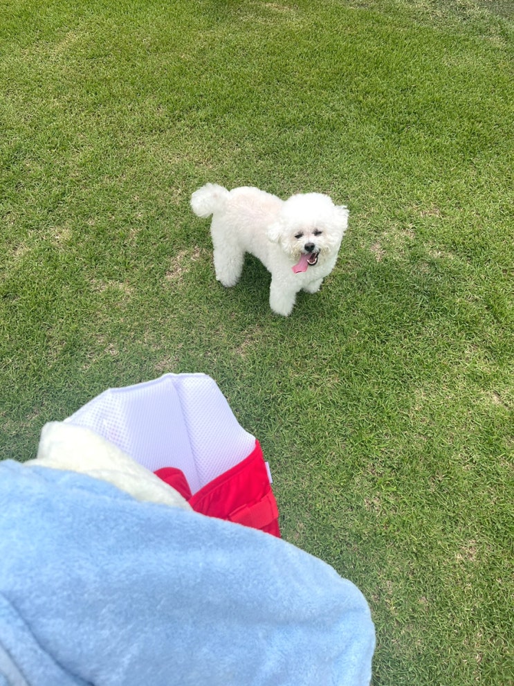 [리프앤로어]안전하고 순한 성분으로 피부에 좋은 강아지천연비누