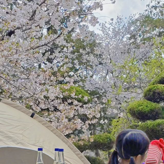 이초희 on Instagram: "#광고 Picnic Day 🌸
 
피크닉엔 쿠쿠리쿠!!
 
오늘 마지막 벚꽃 구경하고 왔어요
바람 살랑 불면 꽃잎이 우수수 떨어져서
어찌나 예쁘던지
 
떨어지는 꽃잎 보며
치킨도 뜯고 빵도 먹고
봄을 제대로 만끽하고 왔어요
 
 
쿠쿠리쿠 테이블과 체어를 핑계 삼아
다음은 어딜 가야하나
계획 중이랍니다🫢🩷
 
 
쿠쿠리쿠 폴딩 테이블 앤 체어 
폴딩 1초컷 설치로 간편하게 사용하기 편리해요
테이블네 안전 잠금 장치가 있어서
테이블 접힐 걱정 없이 사용 할 수 있어요
어린이 인증도 받은 테이블과 체어는
최대 하중 284kg 까지 거뜬해요!
리유저블백으로 보관 가능하고 휴대도 간편해요
 
-야외 : 캠핑, 피크닉, 차박, 물놀이, 놀이터, 공원. 정원 등
-실내 : 발 받침대, 사이드테이블, 화분스툴, 가습기받침대, 어린이놀이테이블 등 
 
 

@kukuriku.kr 
#쿠쿠리쿠크루3기 #쿠쿠리쿠"